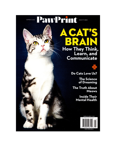 A CAT'S BRAIN (N)