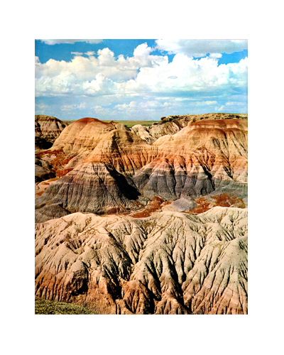 PETRIFIED FOREST: THE STORY BEHIND THE SCENERY (FN)